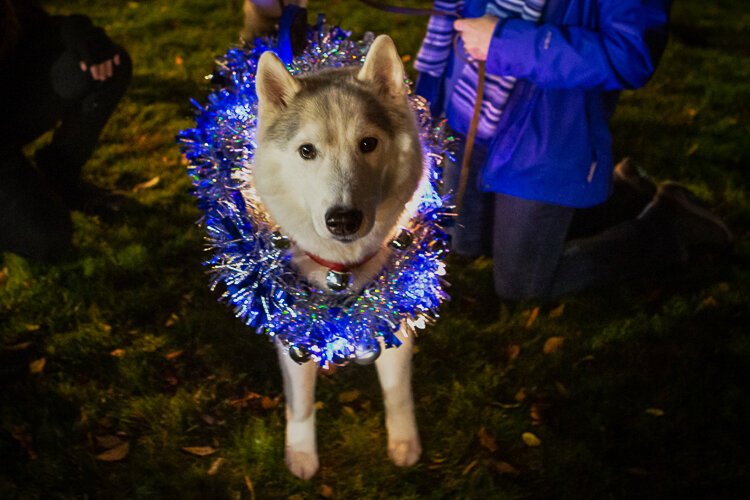 light up lakewood 2019-64.jpg